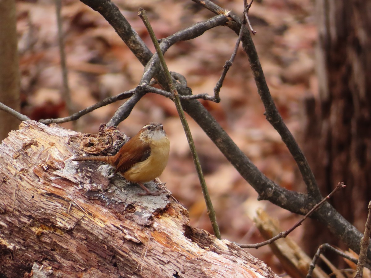 Carolina Wren - Carol Mullen