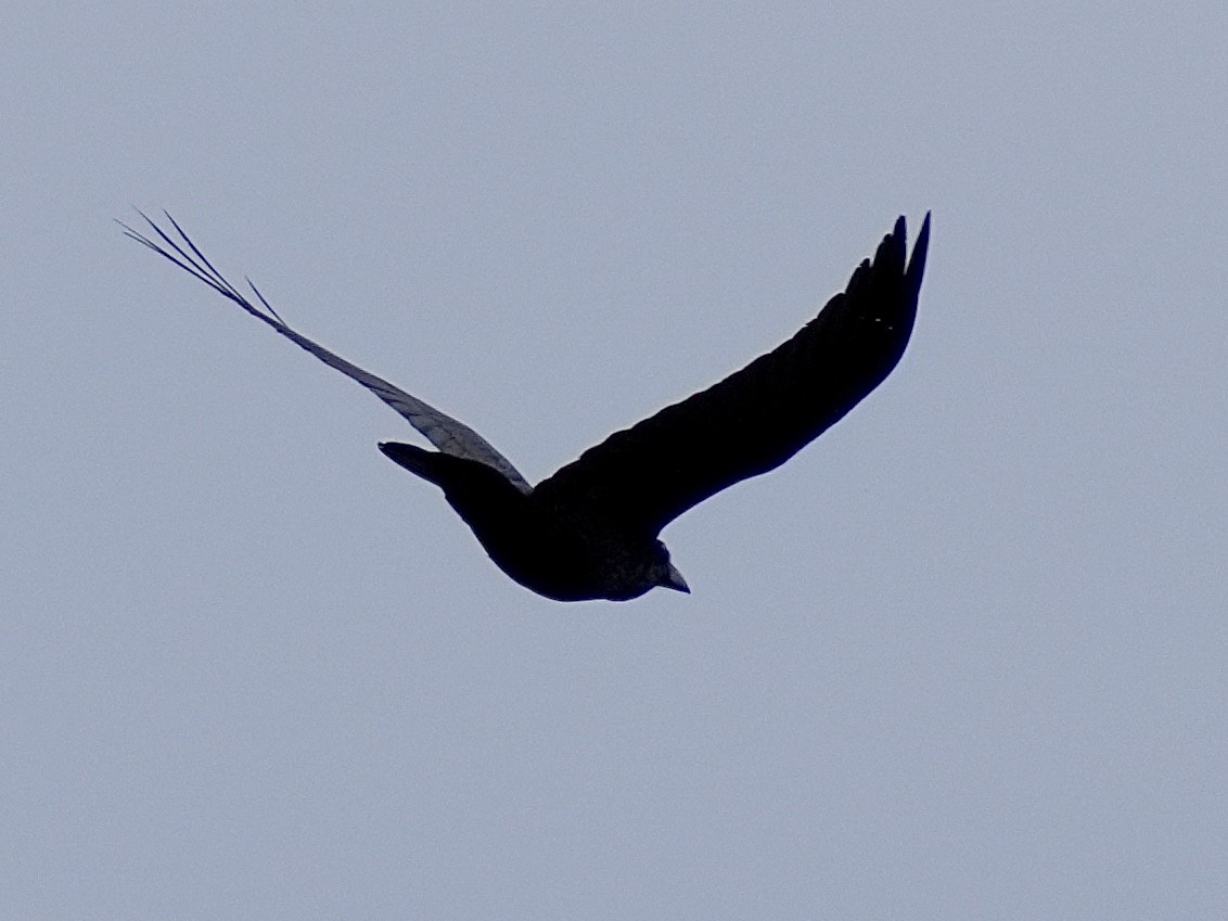 Common Raven - ML615750258