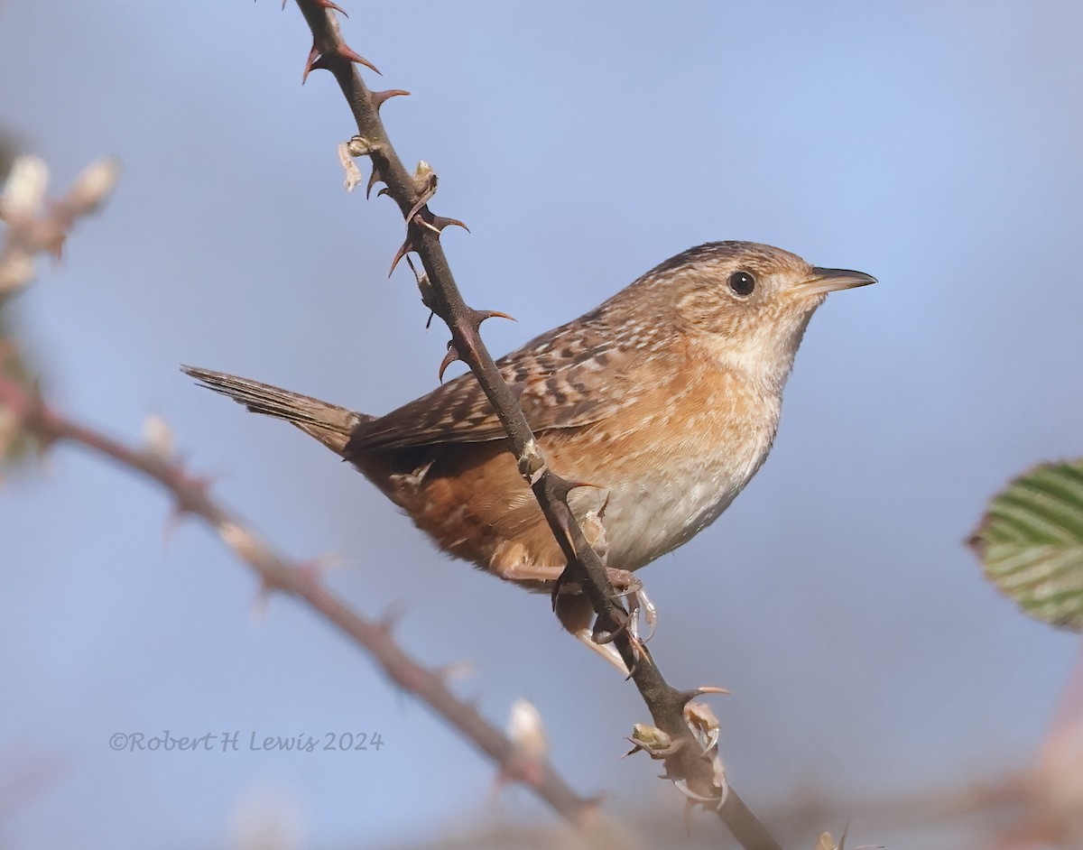 Sedge Wren - ML615750263