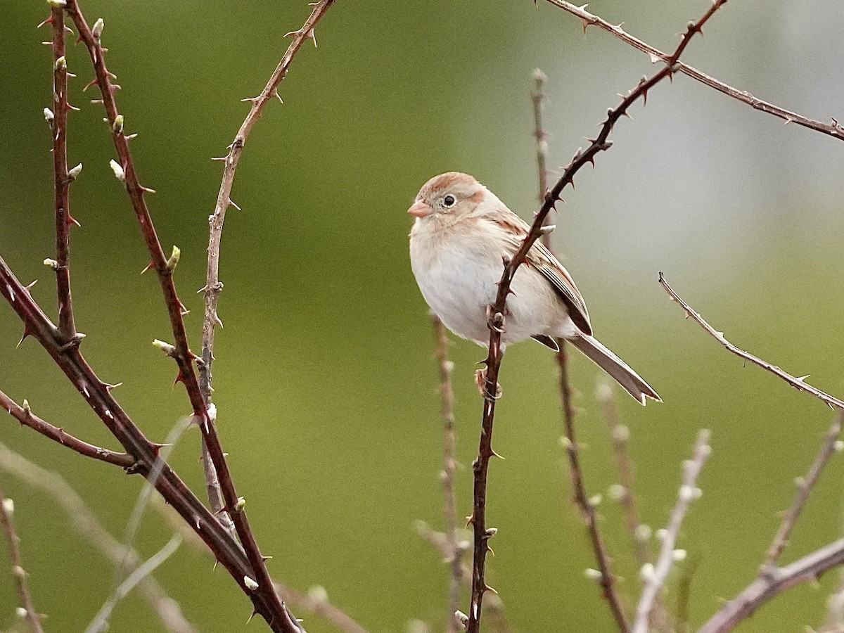 Field Sparrow - ML615750281