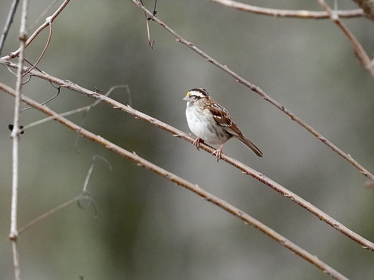 White-throated Sparrow - ML615750286
