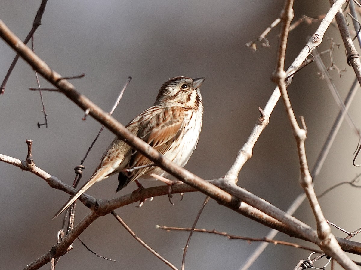 Song Sparrow - ML615750291