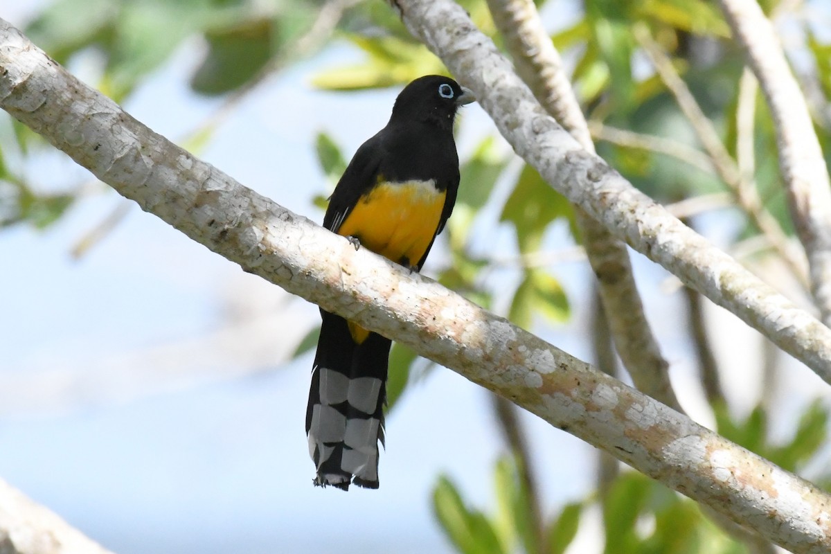 Black-headed Trogon - ML615750293