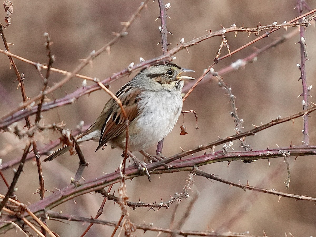 Swamp Sparrow - ML615750296