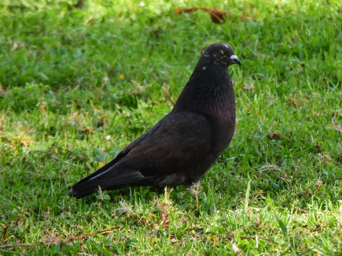 Rock Pigeon (Feral Pigeon) - ML615750368