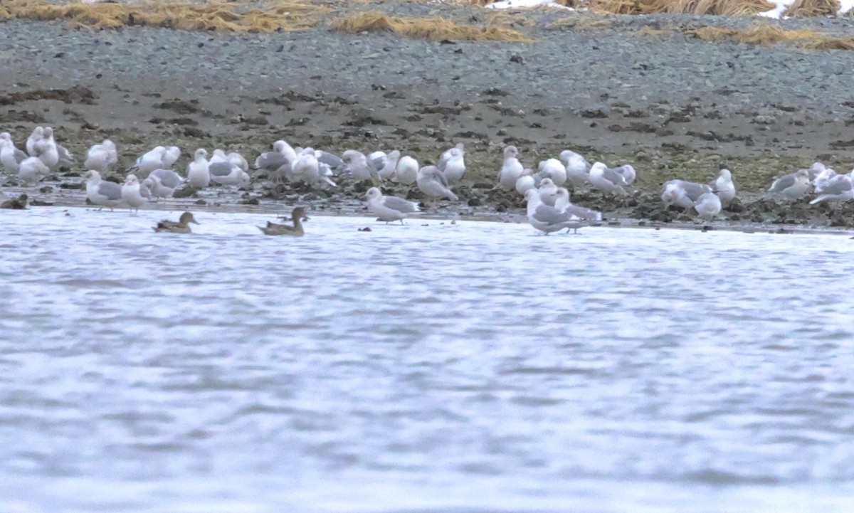 American Wigeon - ML615750404