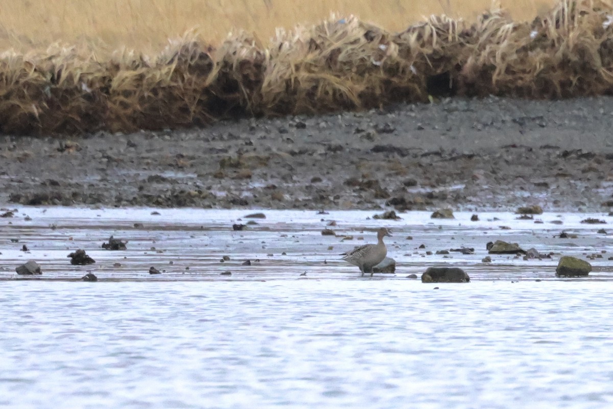 Northern Pintail - ML615750425