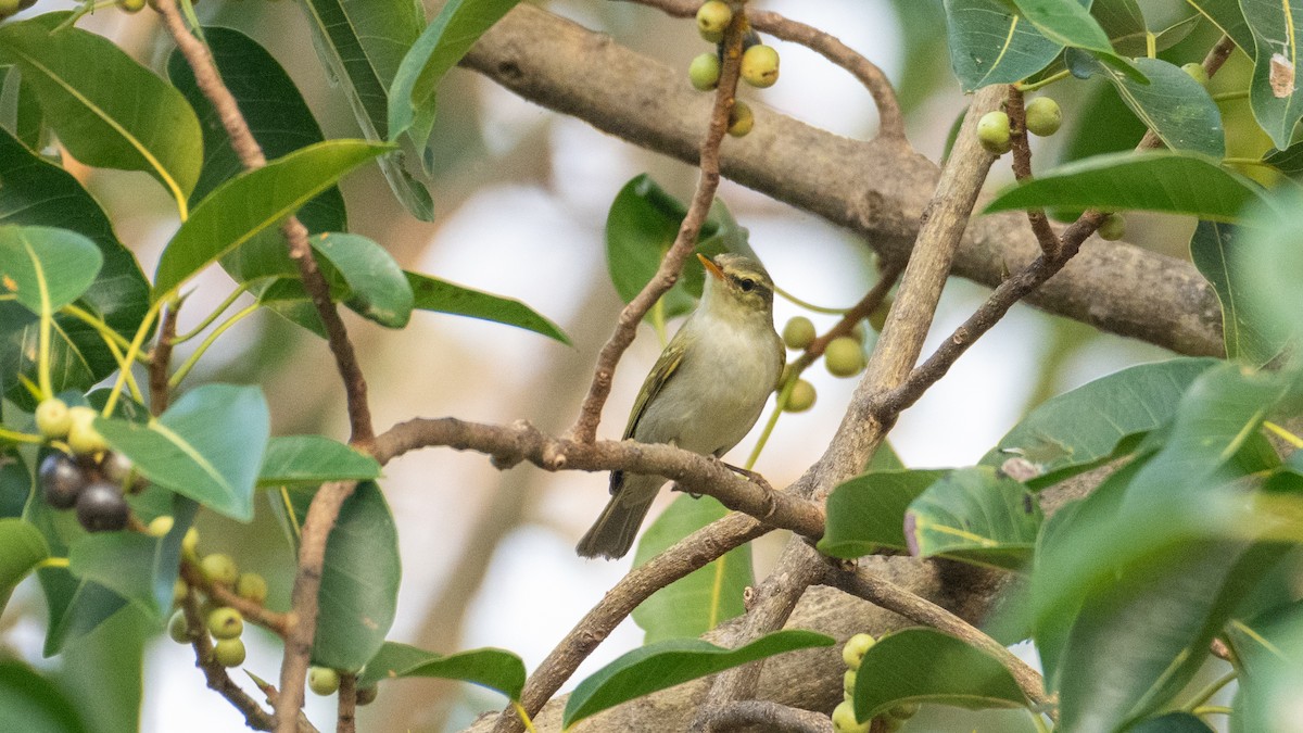 Mosquitero Occipital - ML615750546