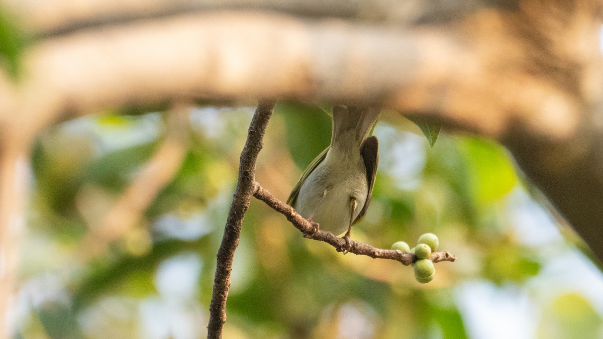 Western Crowned Warbler - Vivek Sudhakaran