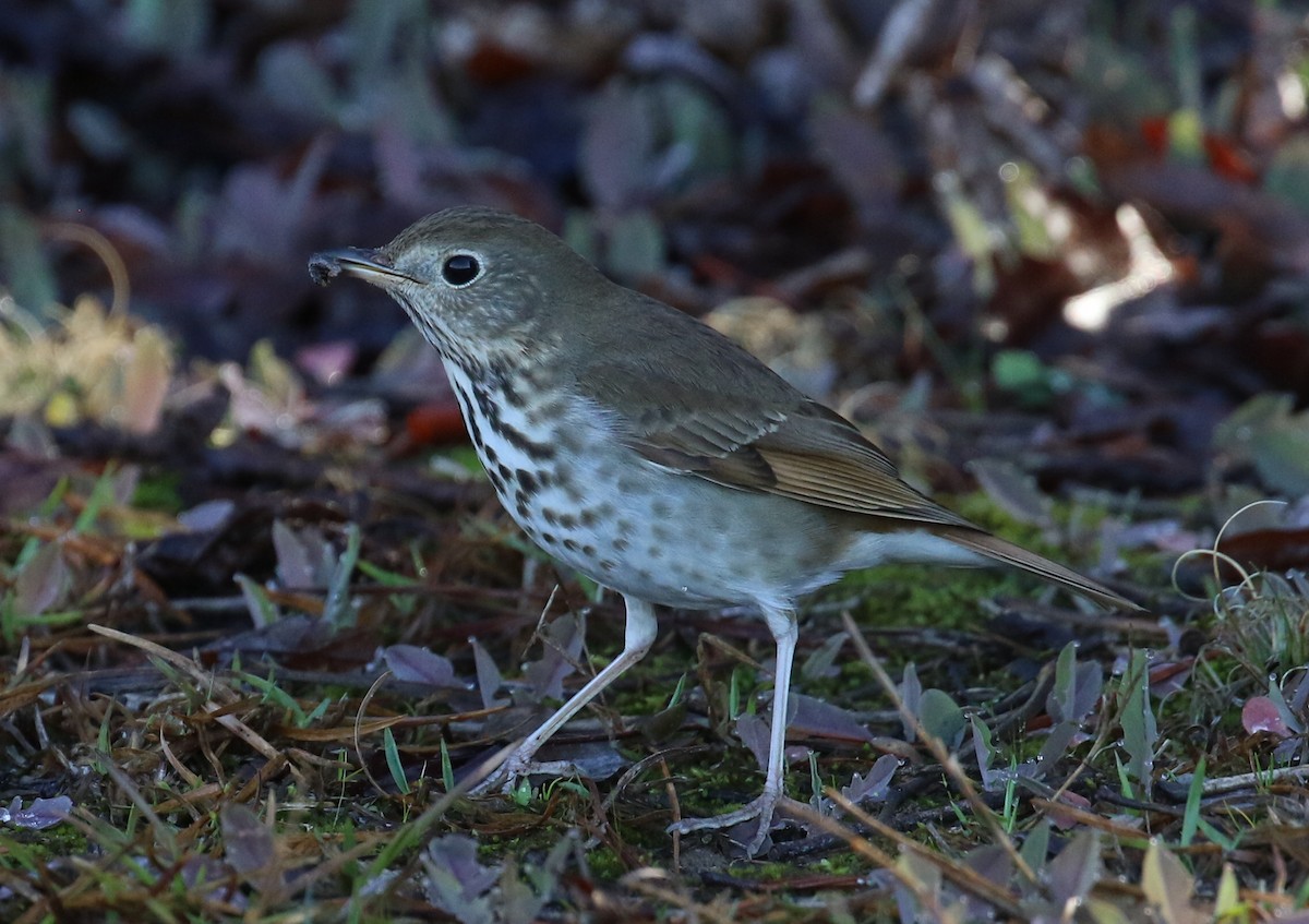 Hermit Thrush - ML615750562
