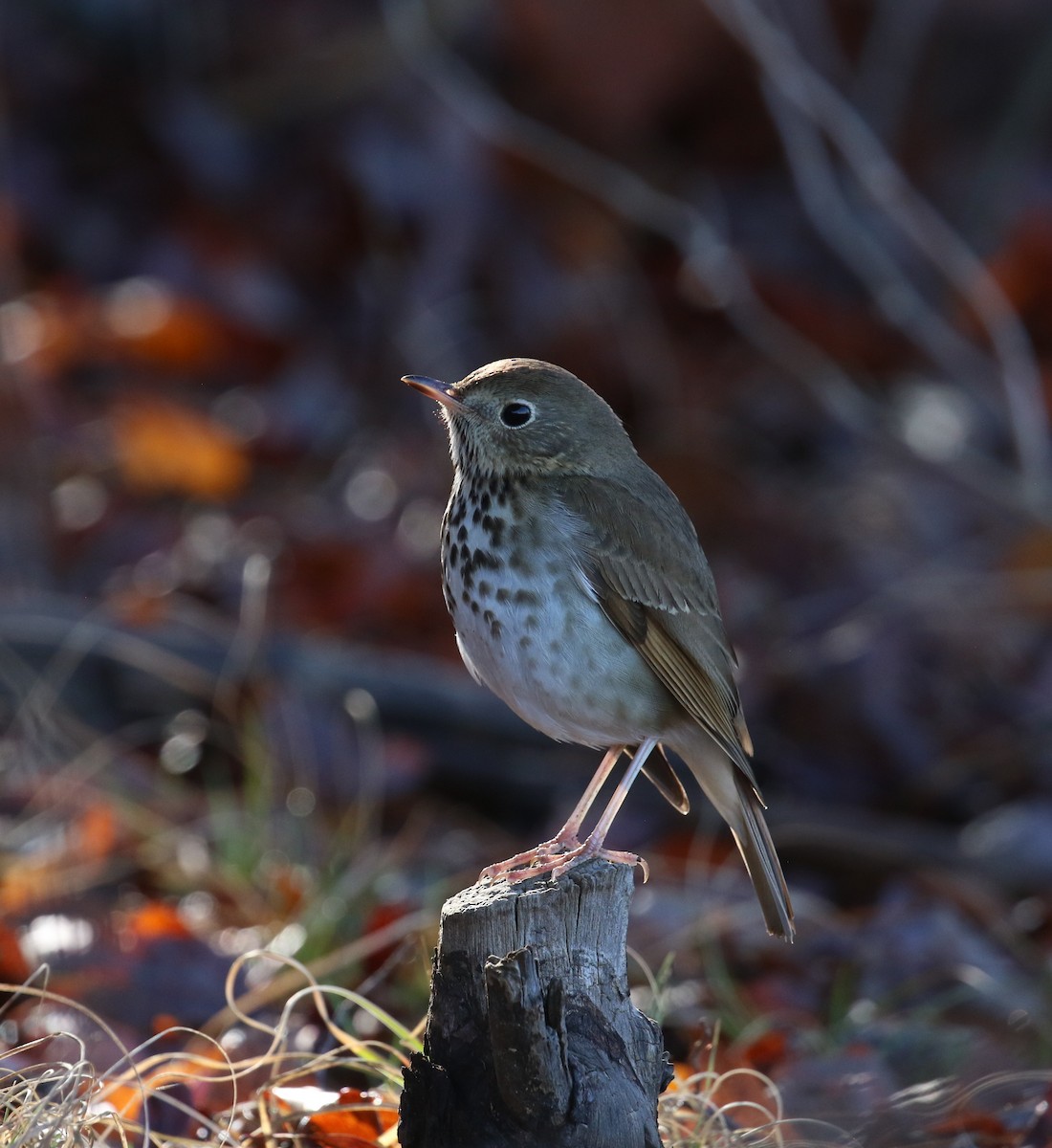 Hermit Thrush - ML615750563