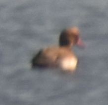 Red-crested Pochard - ML615750565