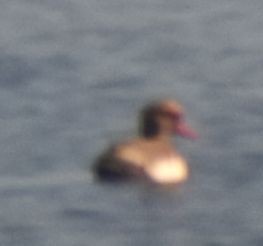 Red-crested Pochard - Sally Anderson