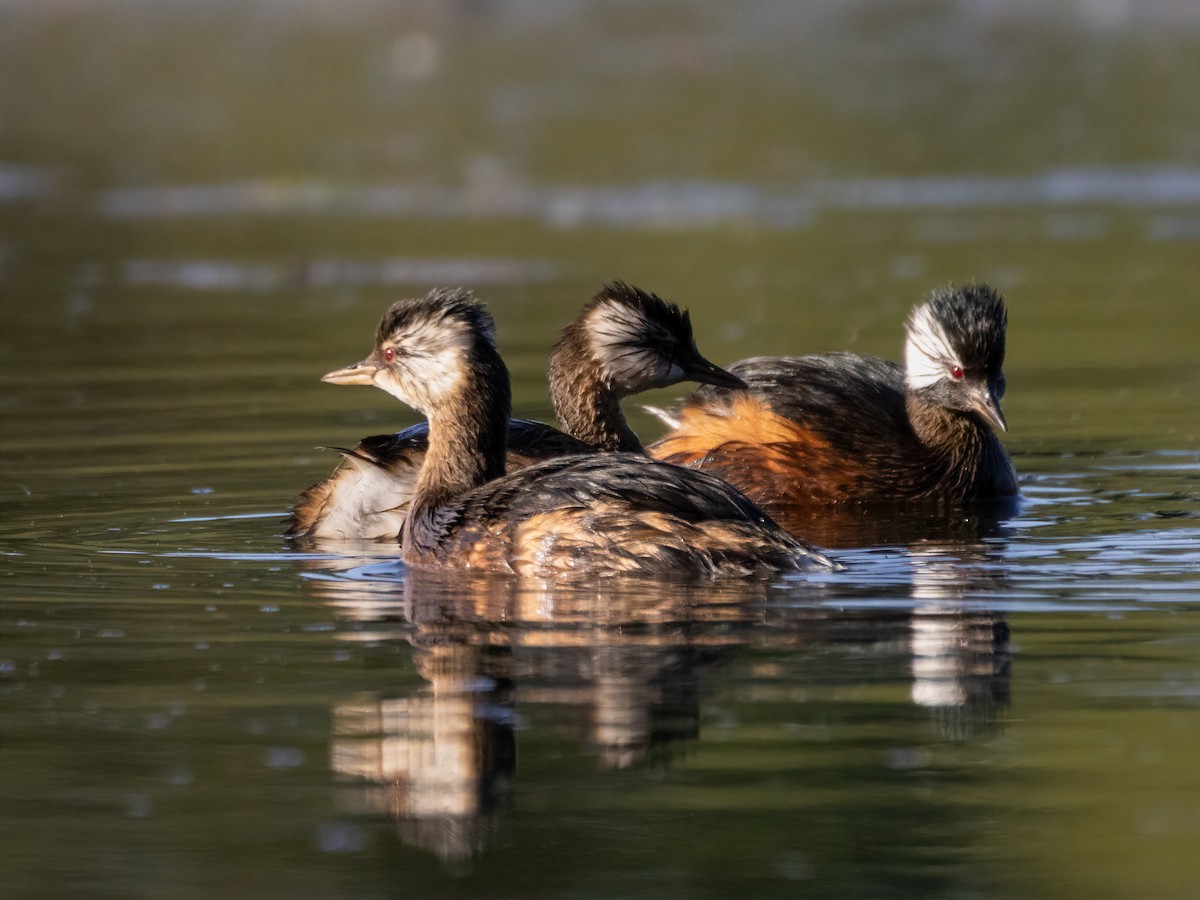 White-tufted Grebe - Carol Valentin