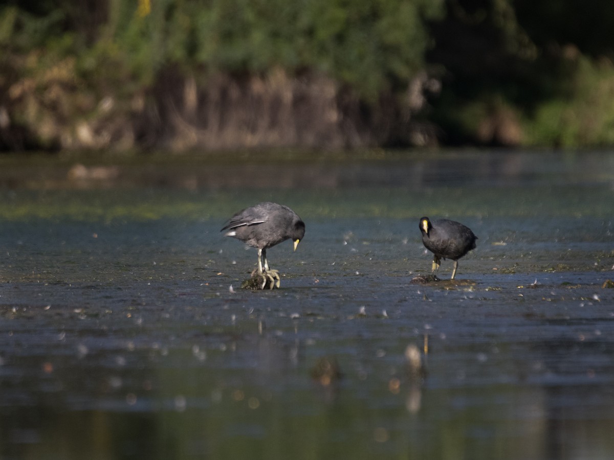 White-winged Coot - ML615750623