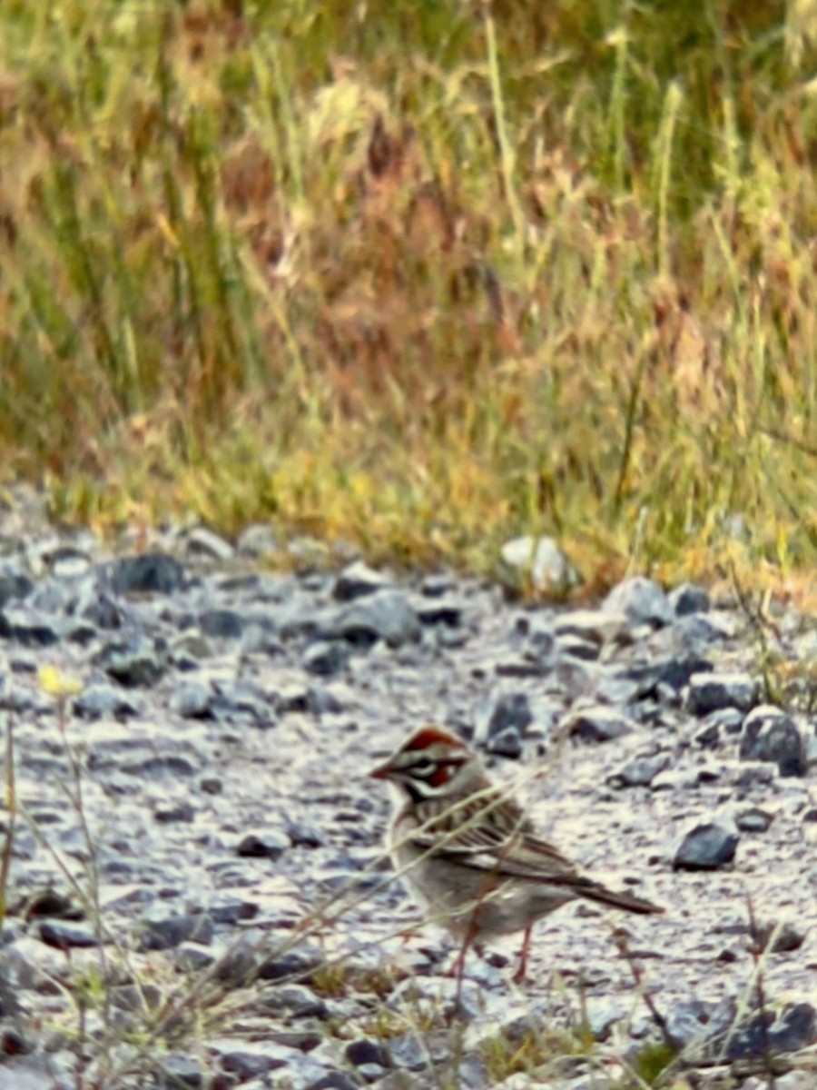 Lark Sparrow - ML615750659