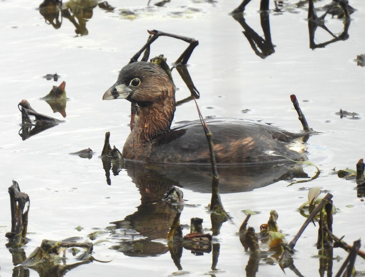 Pied-billed Grebe - Mary Lou Clark