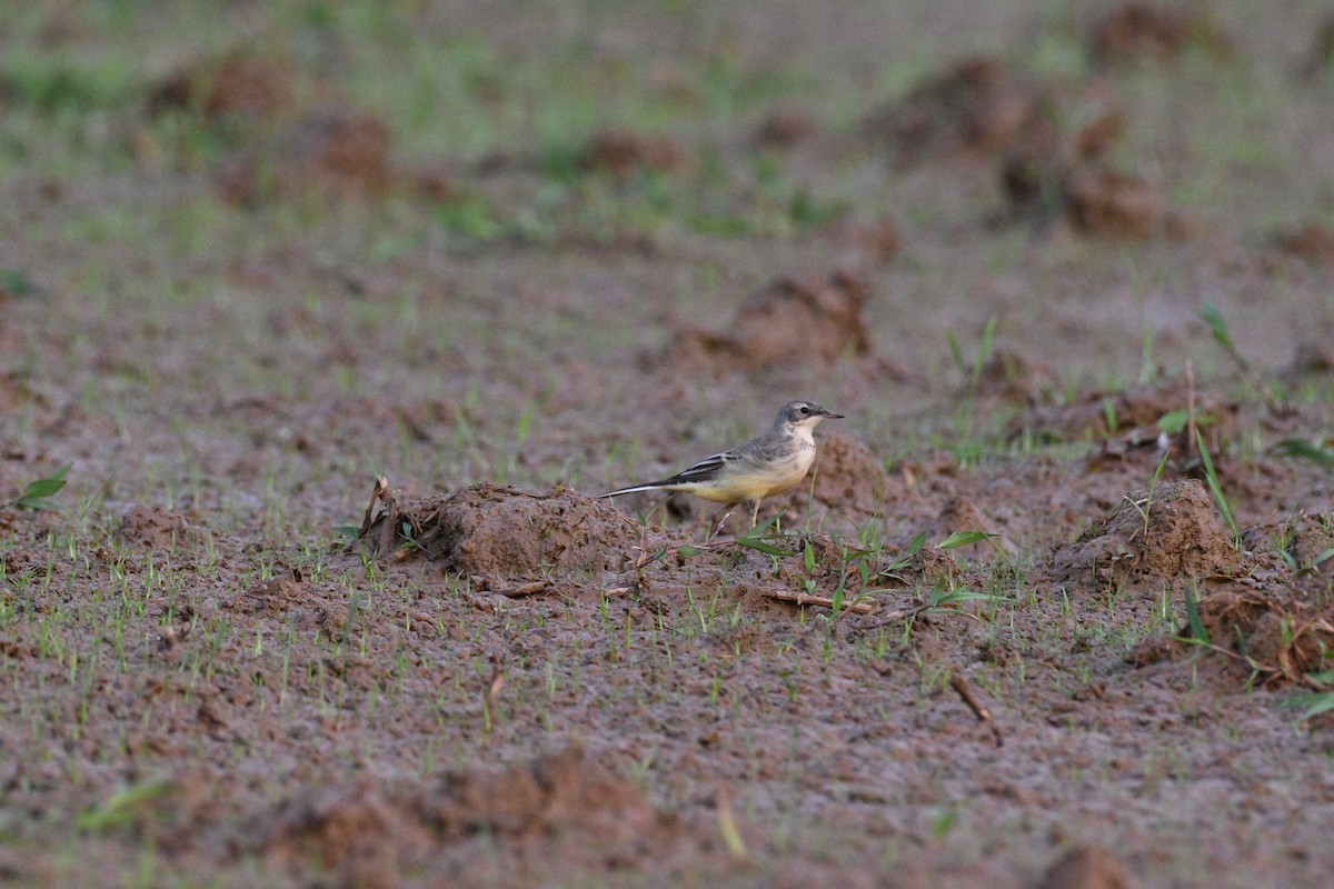 Western Yellow Wagtail - ML615750824