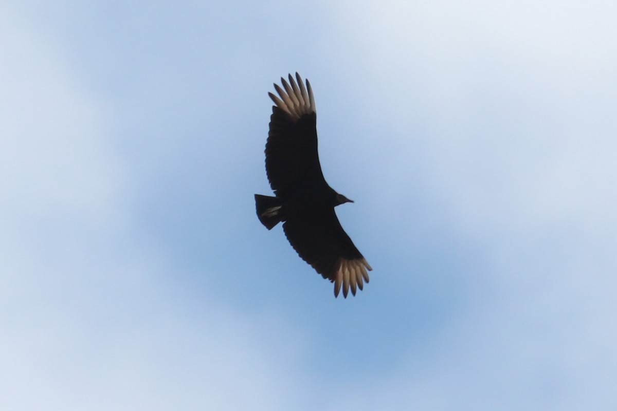 Black Vulture - Debra Rittelmann