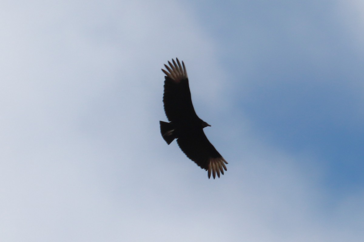 Black Vulture - ML615750891