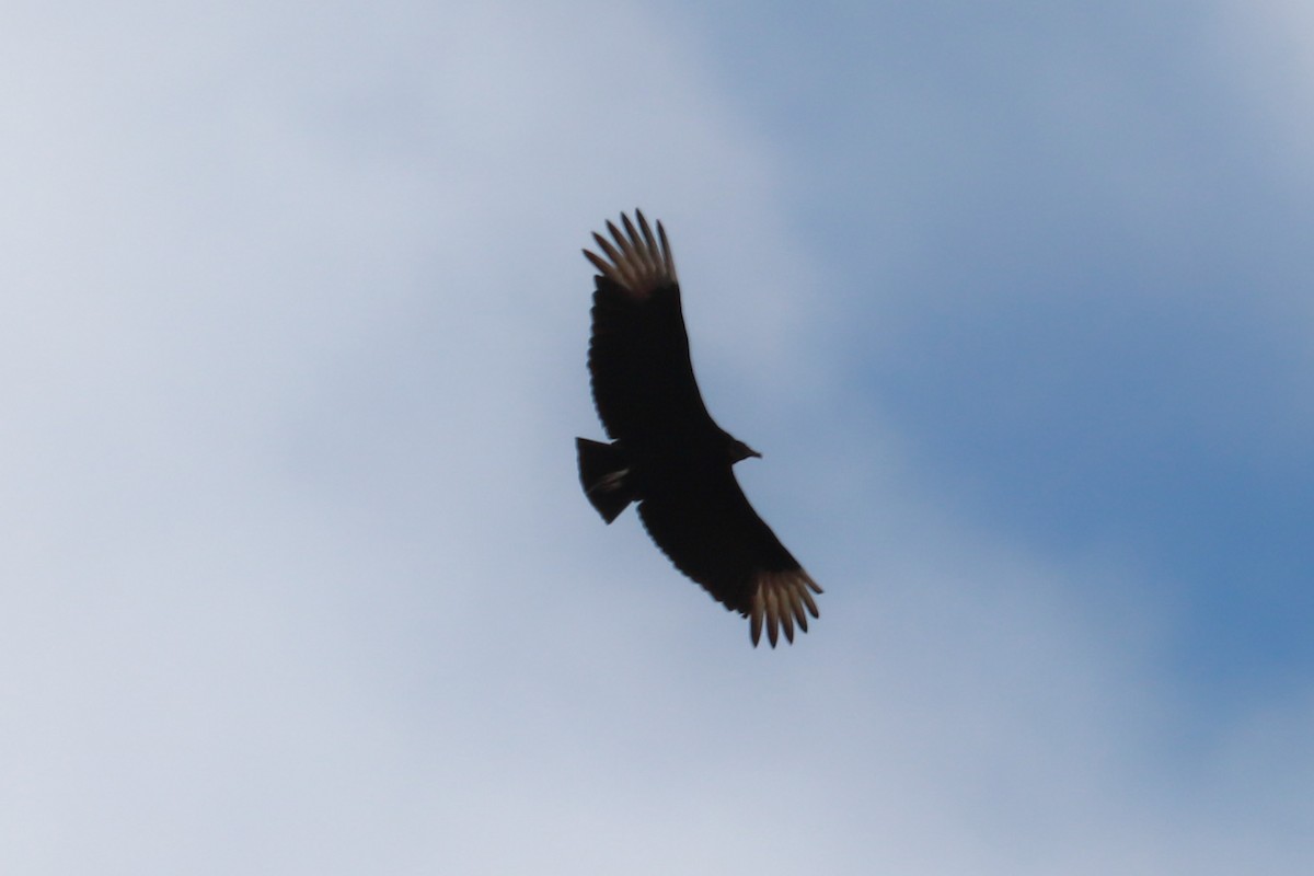 Black Vulture - Debra Rittelmann