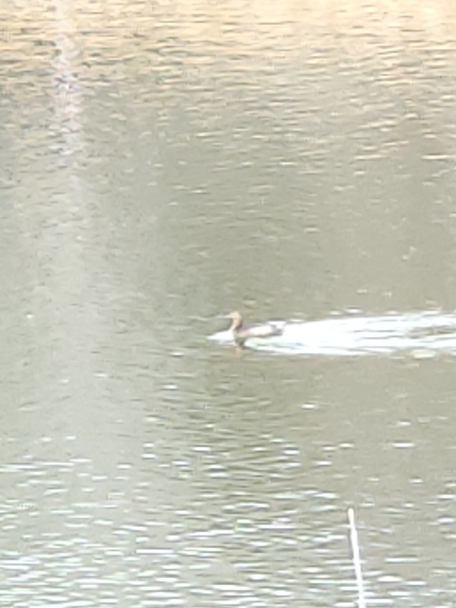 Pied-billed Grebe - ML615750905