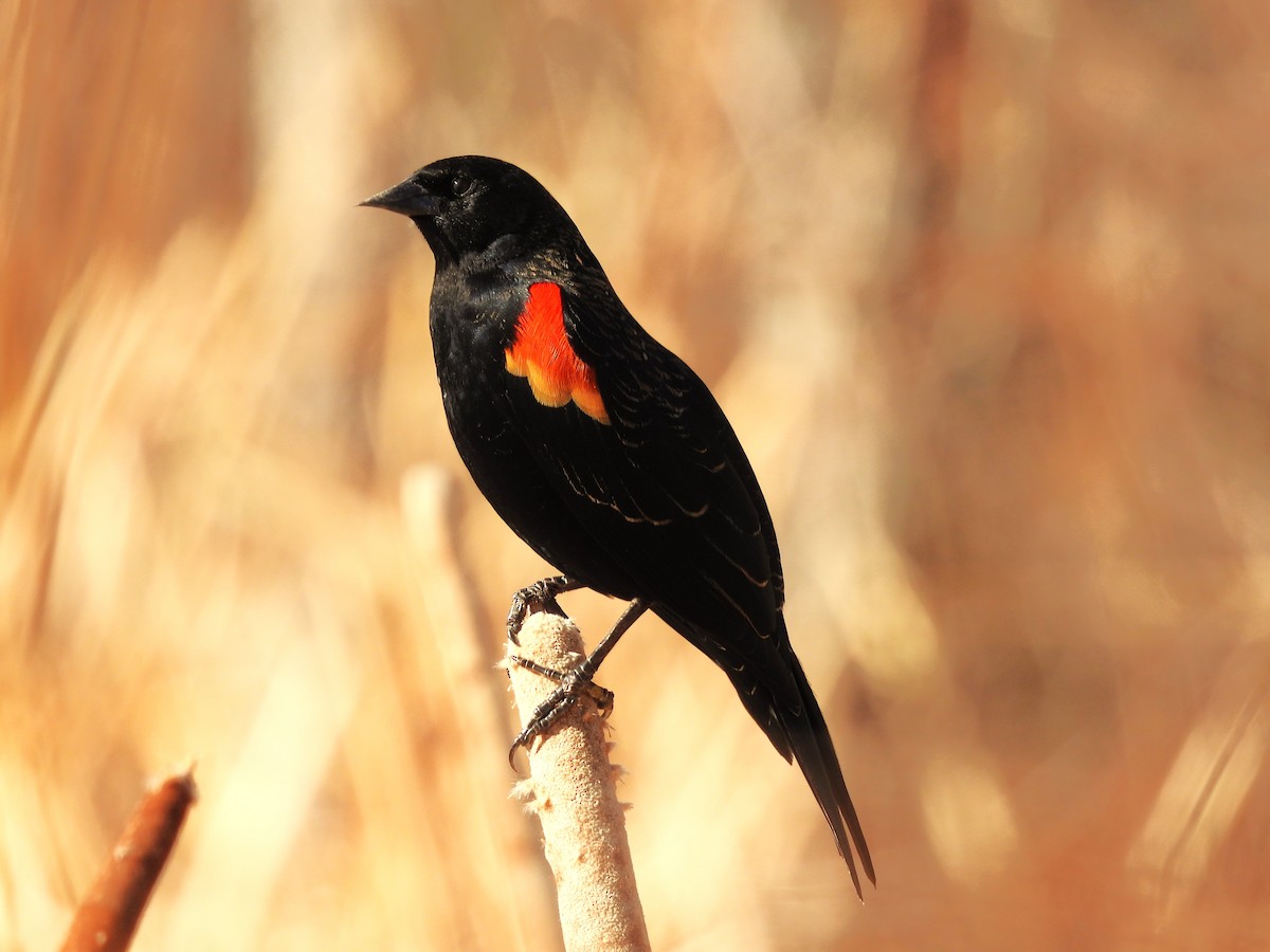 Red-winged Blackbird - ML615750913