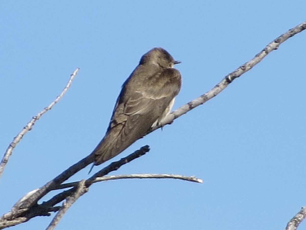 Northern Rough-winged Swallow - ML615750953