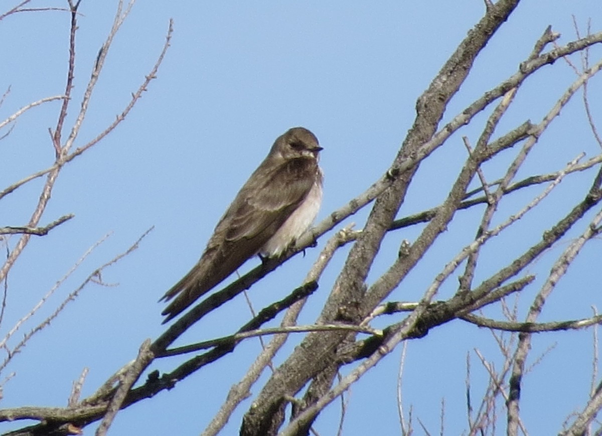 Northern Rough-winged Swallow - ML615750954