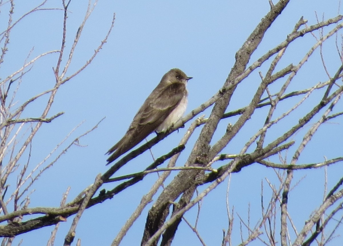 Northern Rough-winged Swallow - ML615750955