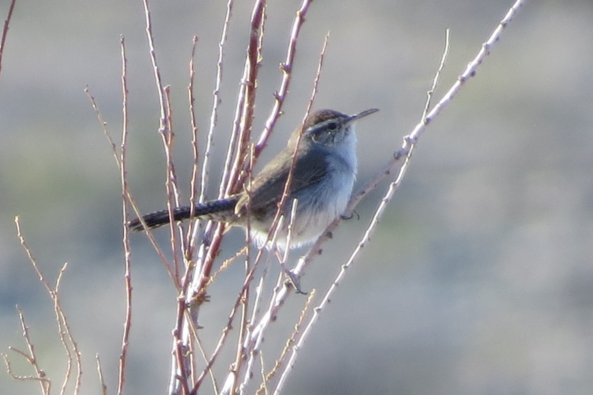 Bewick's Wren - ML615750964