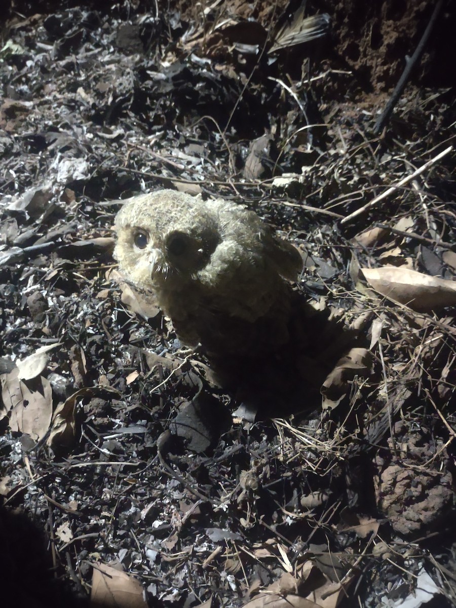 Indian Scops-Owl - ML615750987
