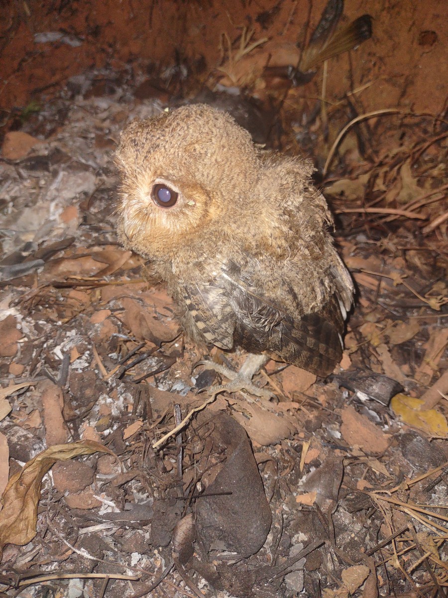 Indian Scops-Owl - ML615750988