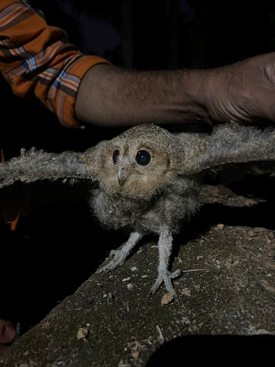 Indian Scops-Owl - ML615750999