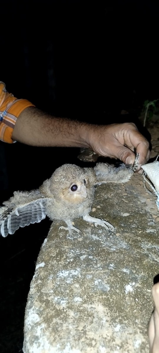 Indian Scops-Owl - ML615751002