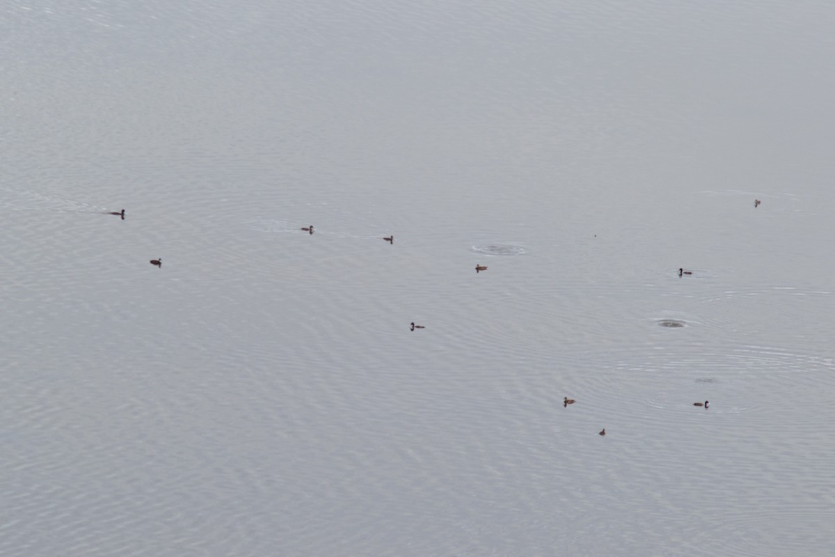 Southern Pochard - ML615751029