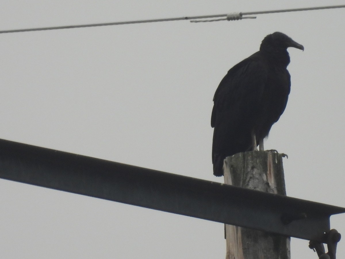 Black Vulture - Stew Stewart