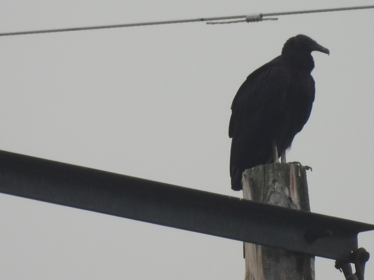 Black Vulture - ML615751039