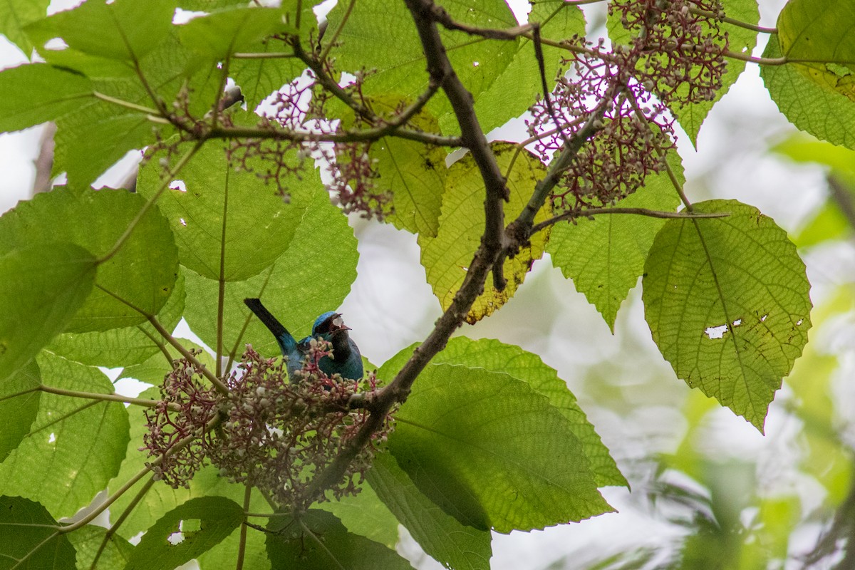 Blue Dacnis - ML615751052