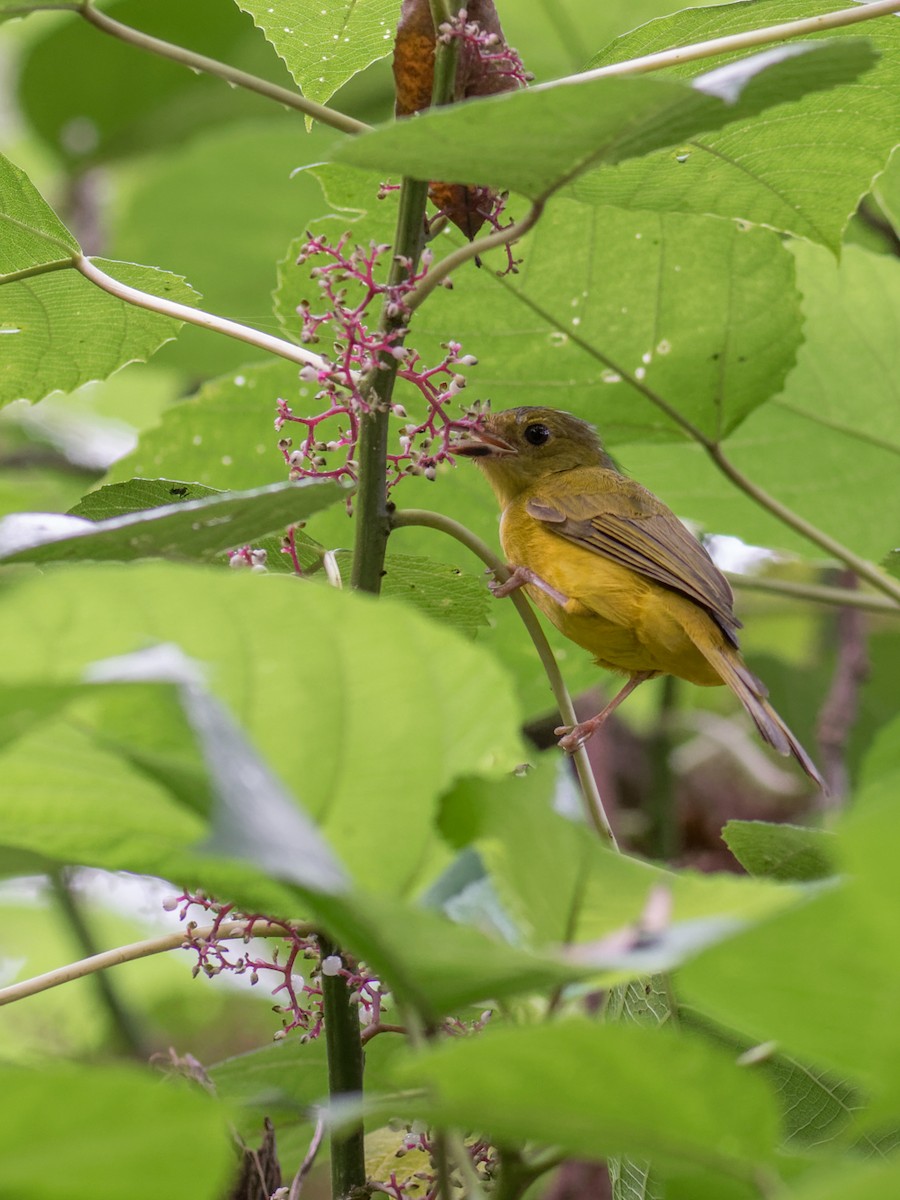 Gray-headed Tanager - ML615751054