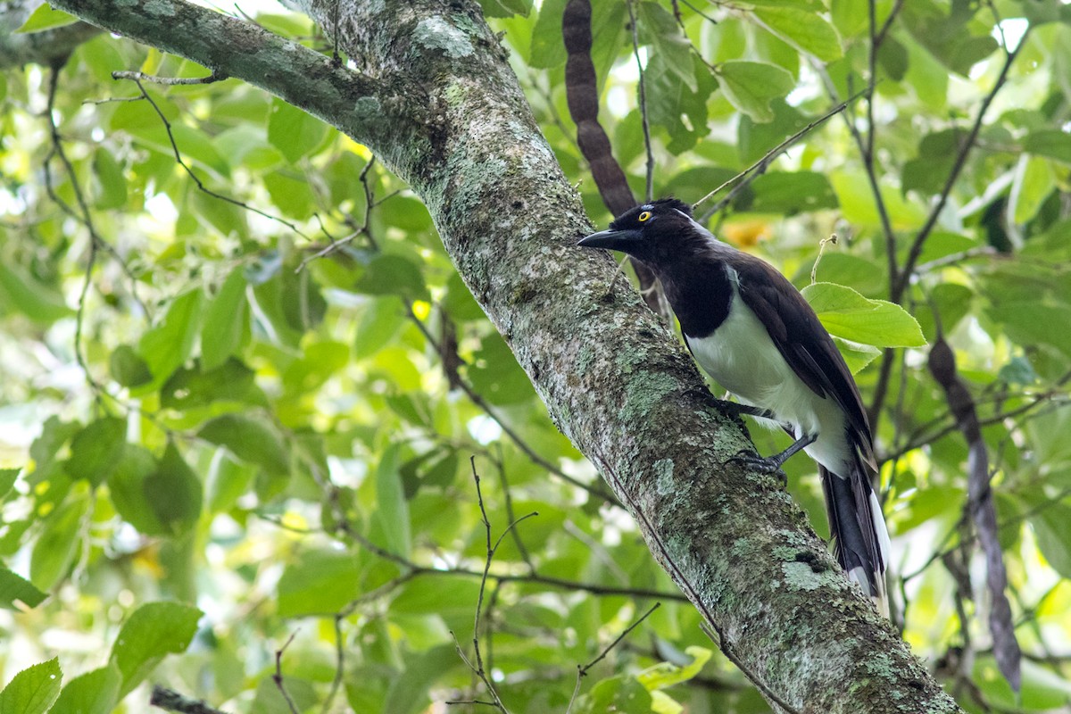 White-naped Jay - ML615751058