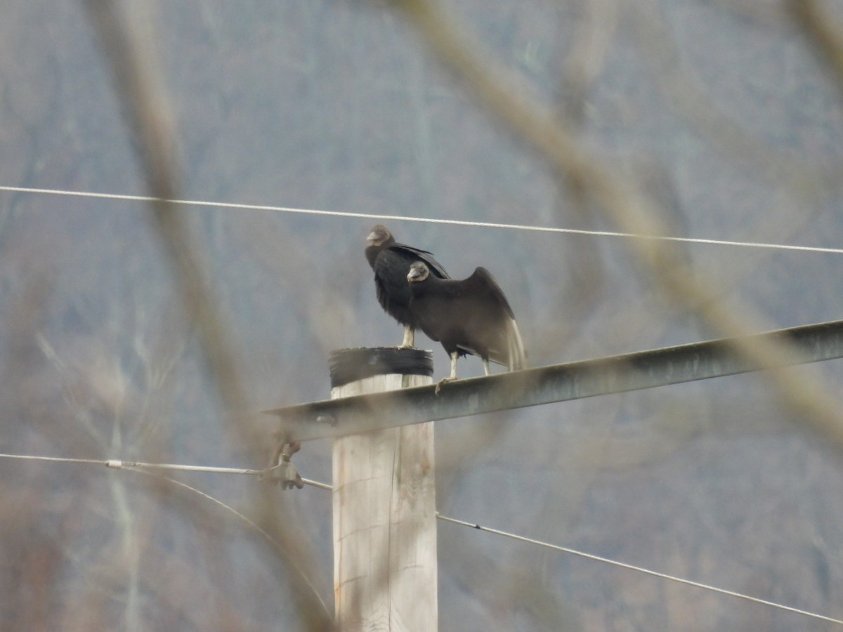 Black Vulture - ML615751061