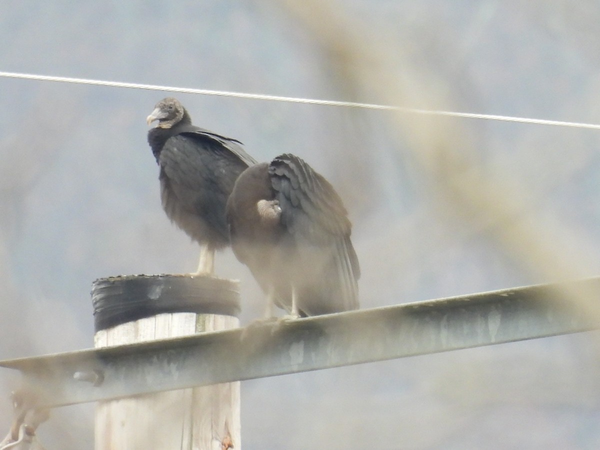 Black Vulture - ML615751062