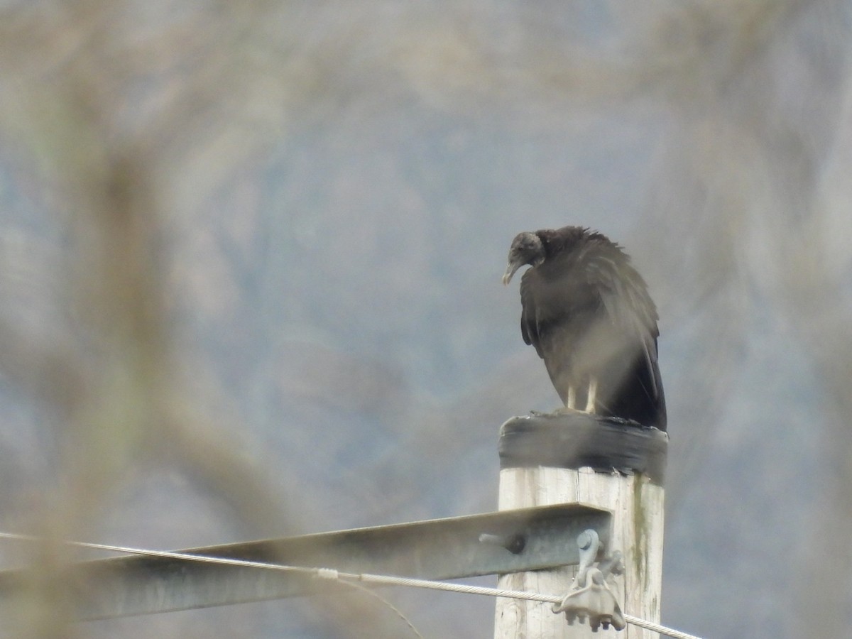 Black Vulture - ML615751063