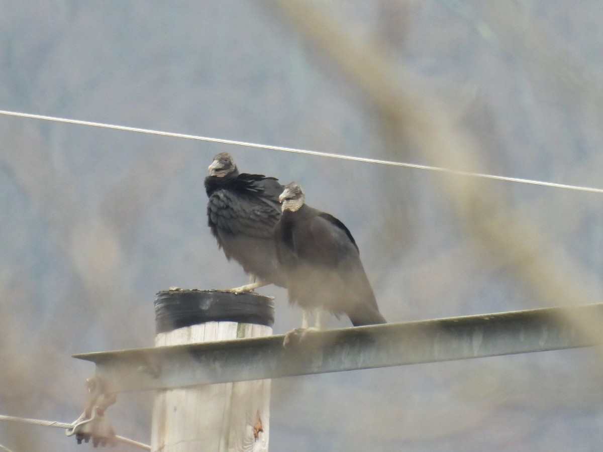 Black Vulture - ML615751064