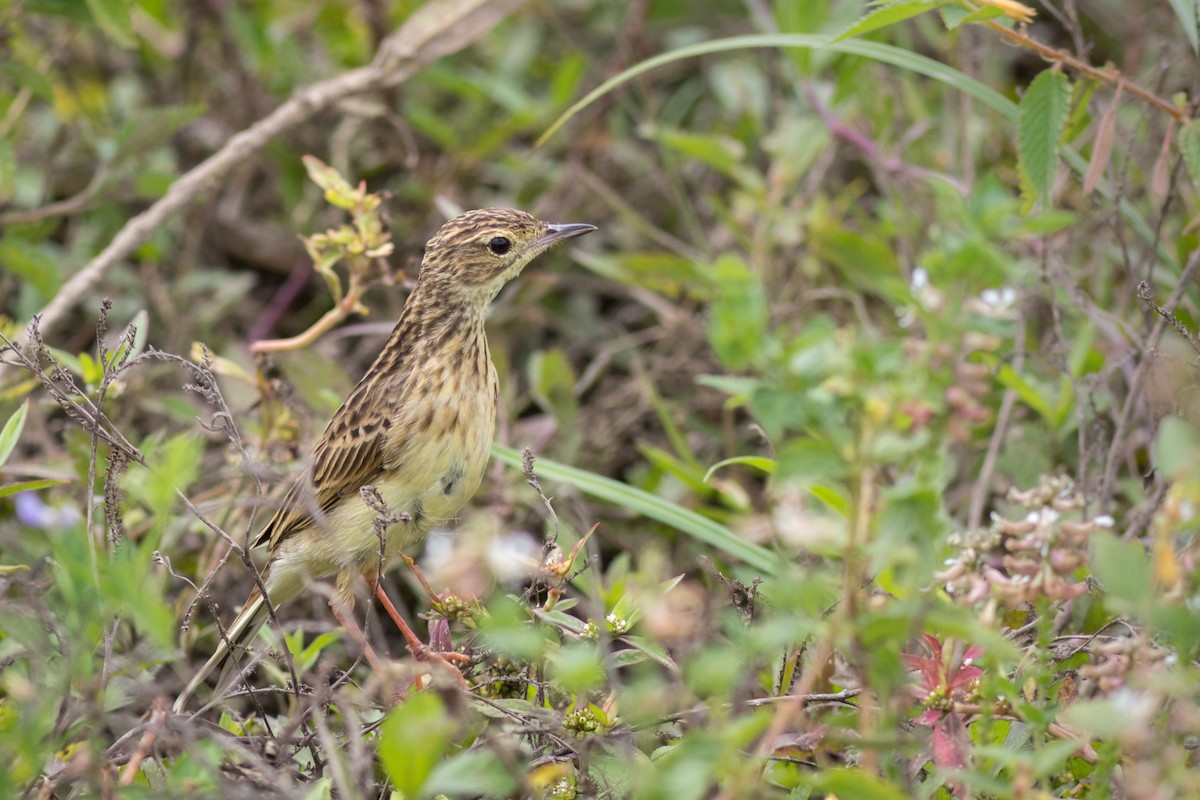 Yellowish Pipit - ML615751070