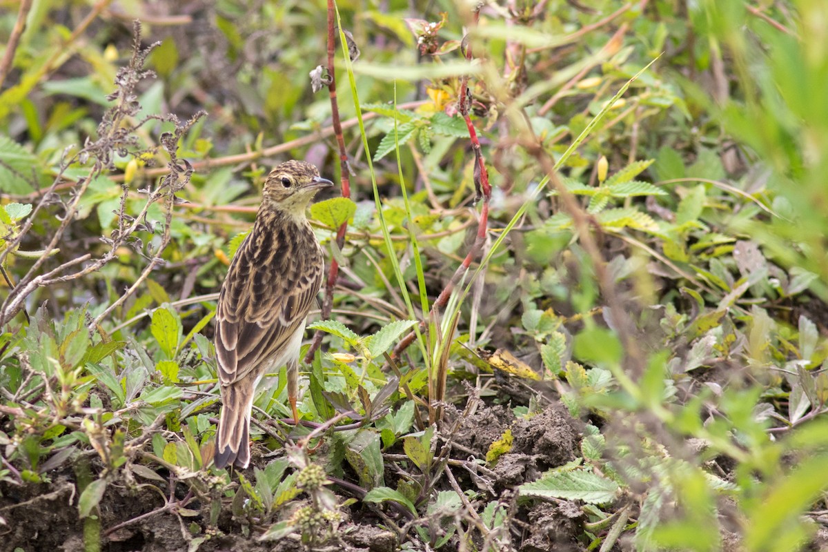 Yellowish Pipit - Helberth Peixoto