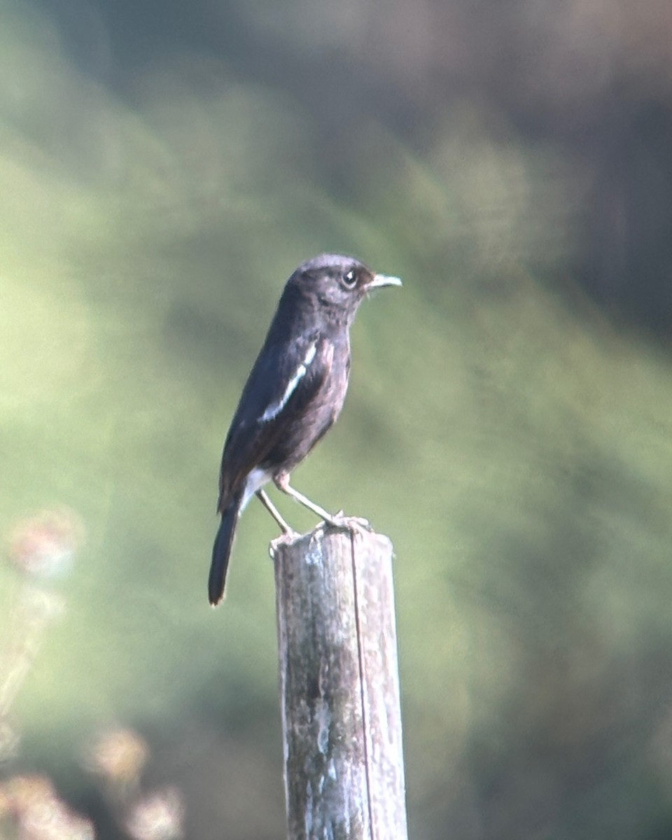 Pied Bushchat - ML615751084