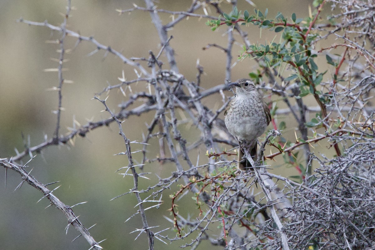 Scale-throated Earthcreeper - Steve Bielamowicz