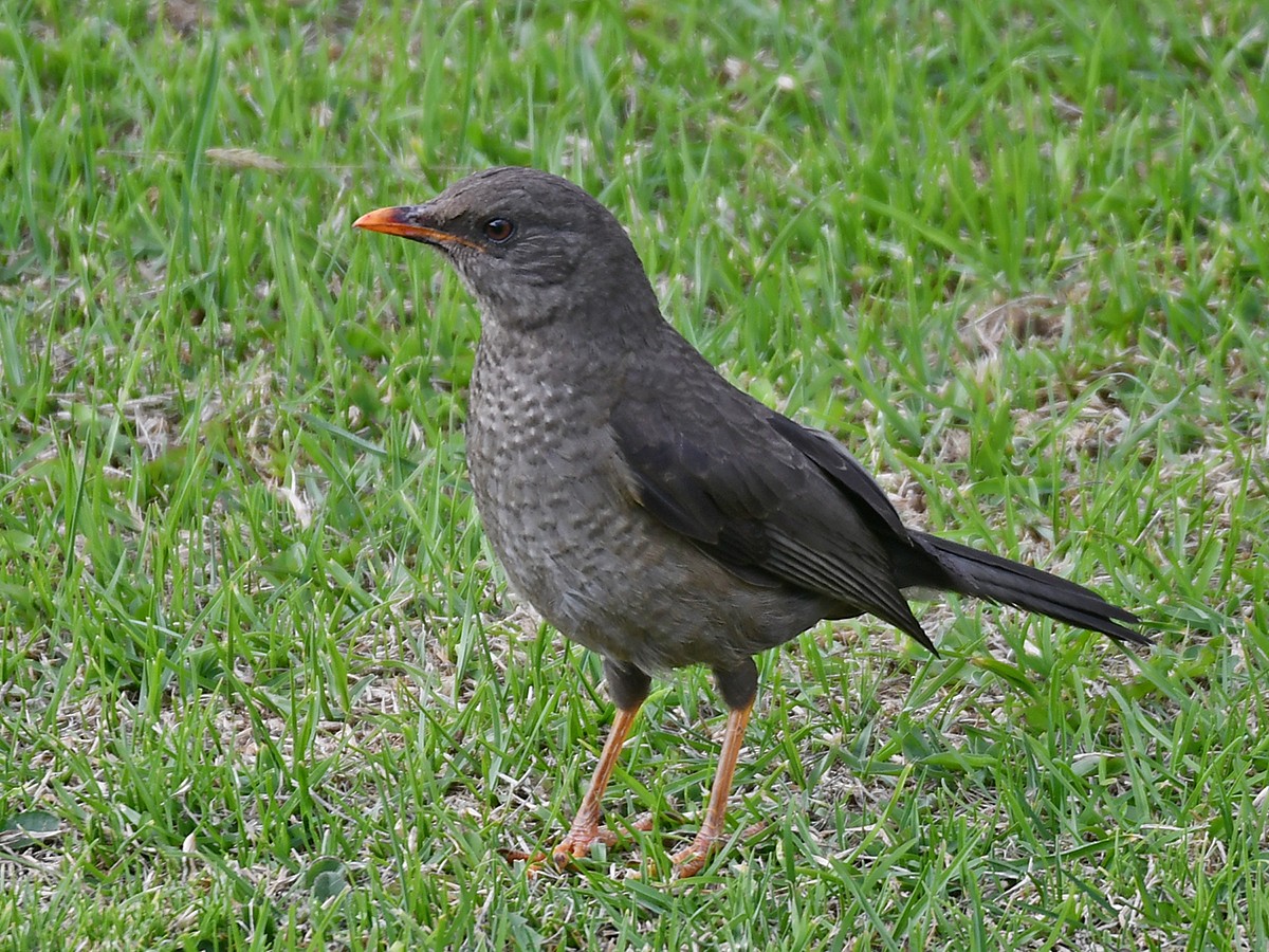 Chiguanco Thrush - Guido Bennen